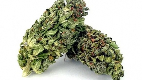 Hemp Flowers