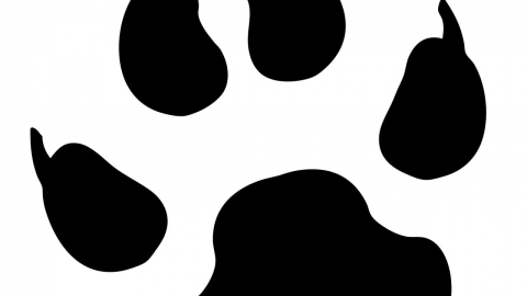 CBD for animals